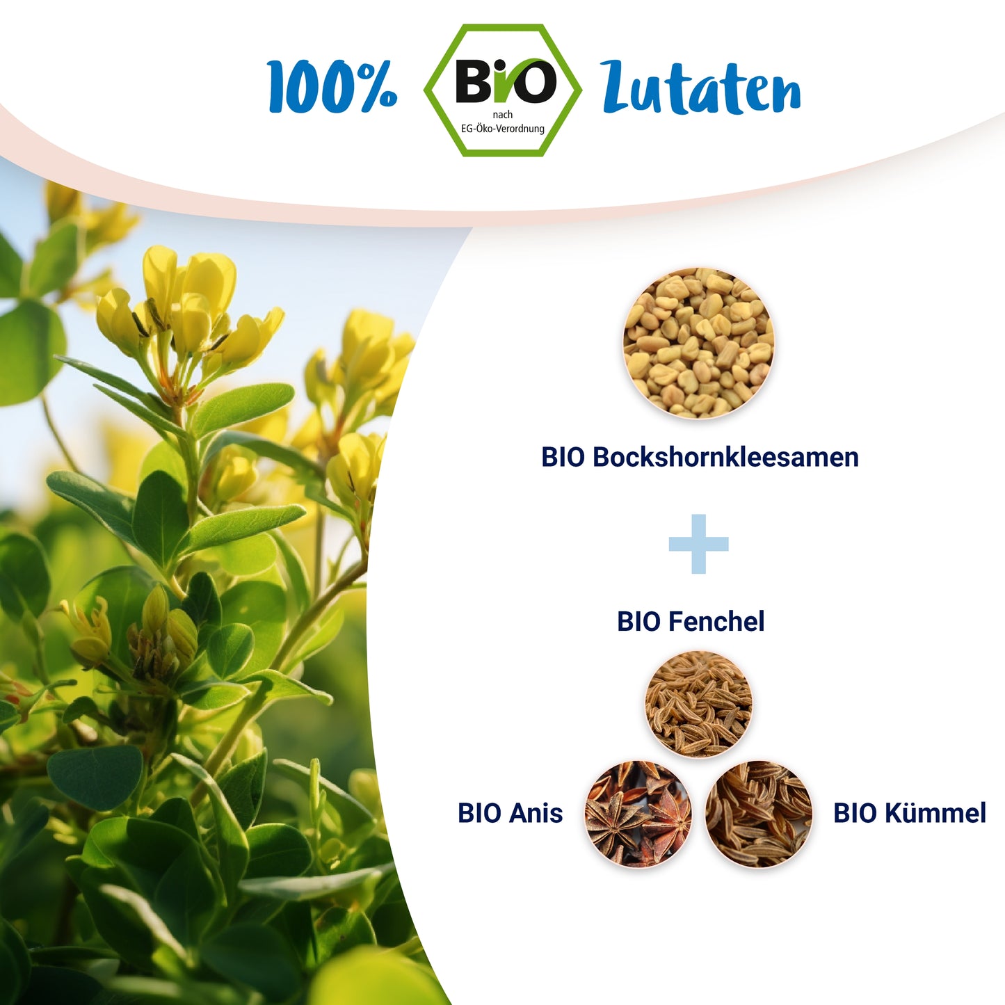 BIO Bockshornklee Komplex mit Anis, Kümmel, Fenchel