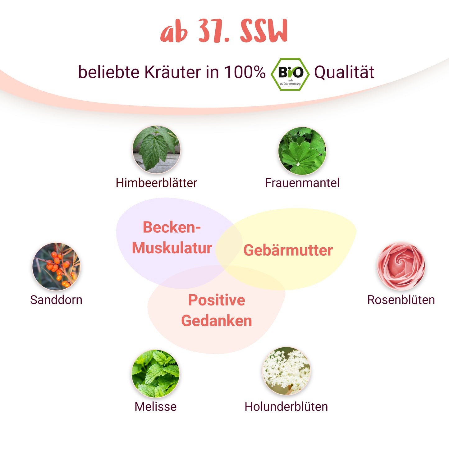 Geburtsvorbereitung - BIO Schwangerschaftstee